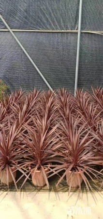 高度80厘米朱蕉