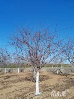 15公分北美海棠