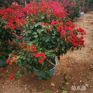 高度80厘米三角梅