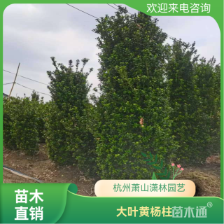 高度350厘米大叶黄杨柱