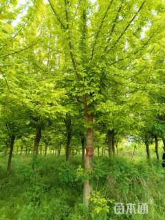 15公分金叶复叶槭