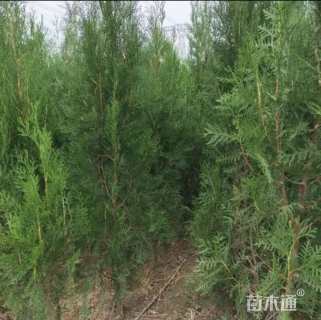高度120厘米侧柏