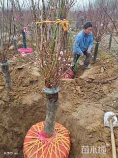 10公分榆叶梅