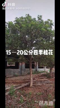 15公分桂花
