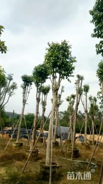 15公分海南蒲桃