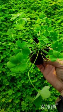 高度20厘米红花酢浆草