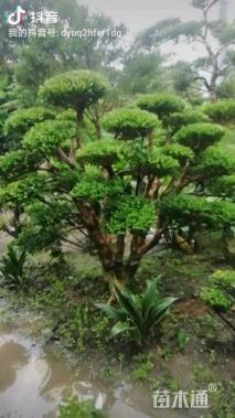 10公分造型黄杨