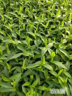 高度15厘米紫苑