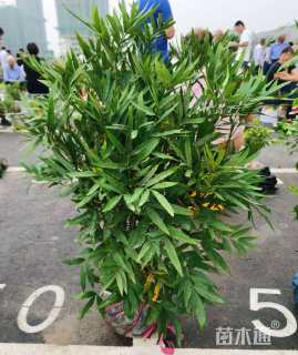 高度60厘米狭叶十大功劳