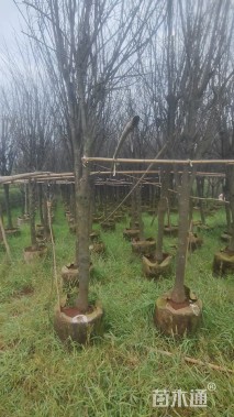 8公分紫叶李