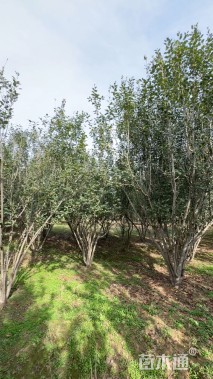 高度450厘米丛生西府海棠