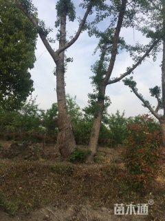 20公分丛生银杏