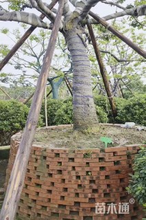 22公分红果冬青