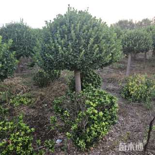 高度250厘米嫁接卫矛球