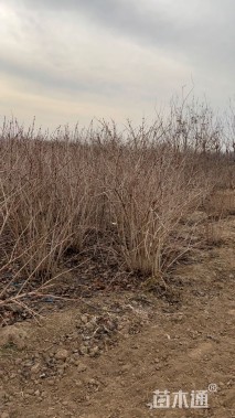 高度180厘米天目琼花