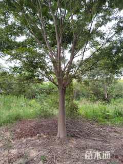 18公分榉树