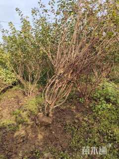 高度350厘米丛生黄栌