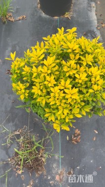 高度50厘米黄金枸骨