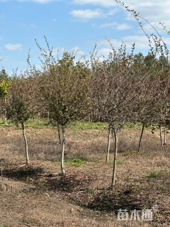 10公分垂丝海棠