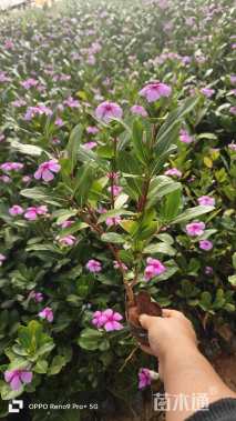 高度15厘米长春花