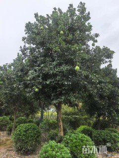 6公分香泡
