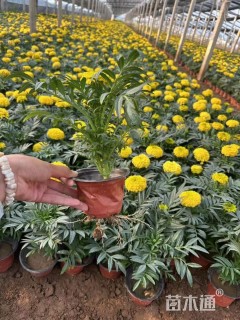 高度40厘米万寿菊