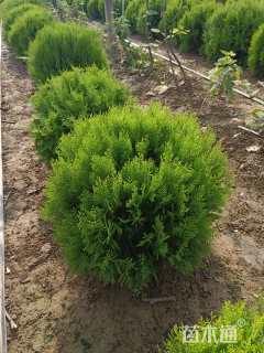 冠幅80厘米洒金柏球