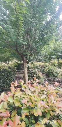 8公分樱花