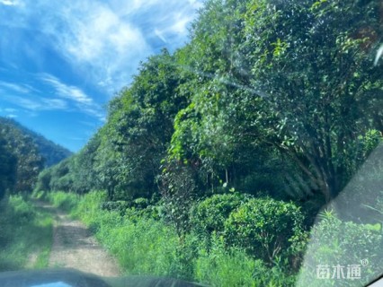 10公分广玉兰