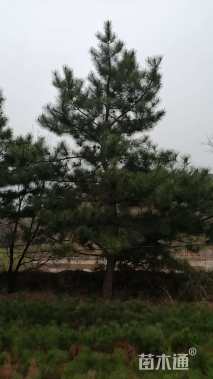 高度550厘米油松