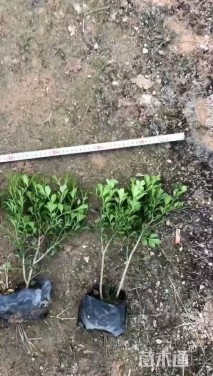 高度20厘米米兰