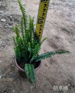 高度25厘米肾蕨