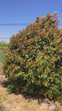 冠幅250厘米红叶石楠球