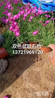 高度8.8厘米欧石竹