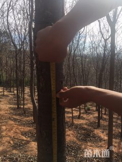 12公分云南樱花