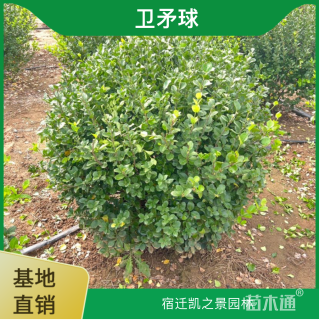 冠幅100厘米卫矛球