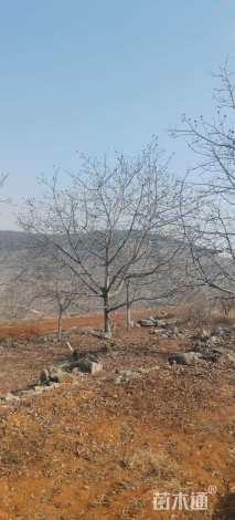 高度300厘米核桃