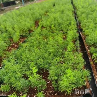高度35厘米狐尾天门冬