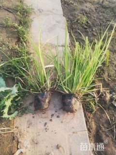 高度25厘米崂峪苔草