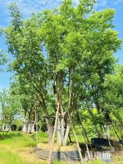 40公分(5杆)丛生乌桕