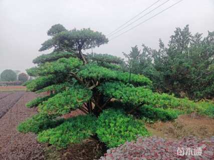 断根苗造型罗汉松