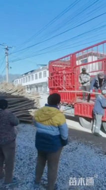 4公分五角枫