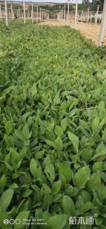 高度15厘米黑心菊