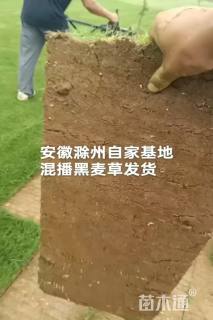 混播黑麦草