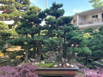 8公分造型日本五针松