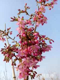 8公分红粉佳人樱