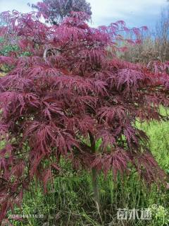 高度150厘米羽毛枫