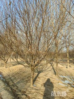 14公分红叶碧桃