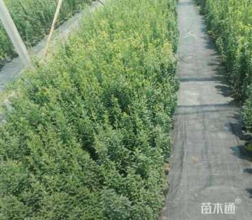 高度150厘米直立冬青