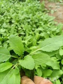 高度10厘米鼠尾草